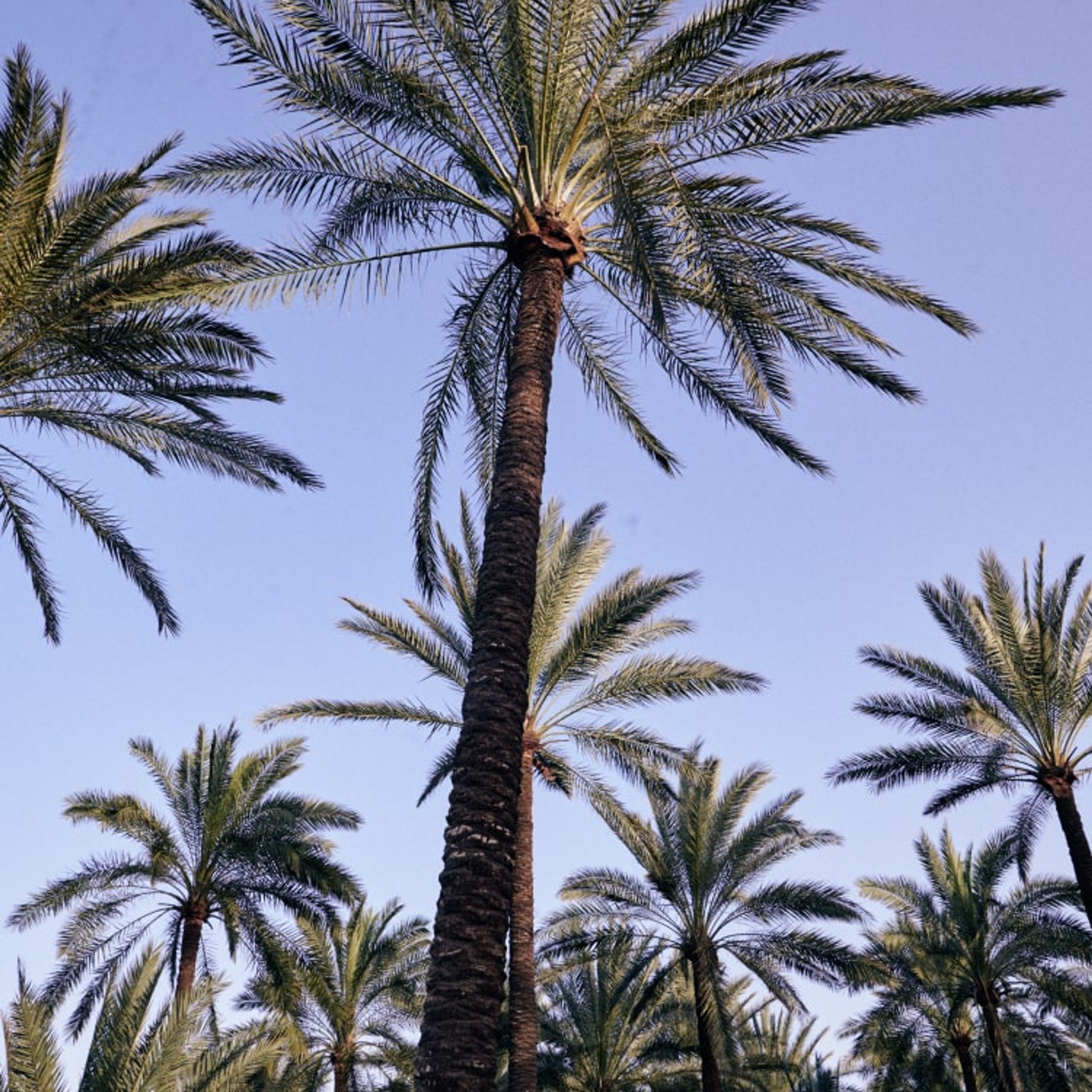 Palm Trees