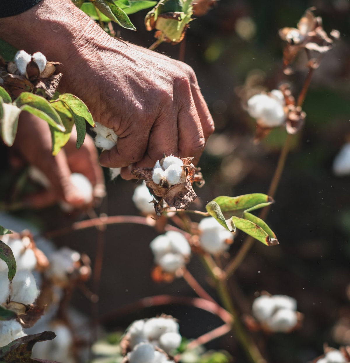 Egyptian Cotton